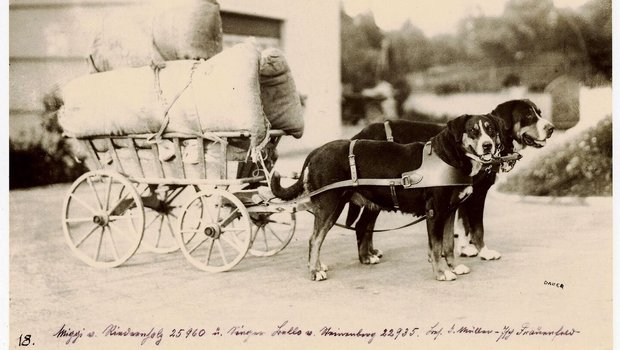 Grosse Schweizer Sennenhunde im Kragengeschirr. Bei Wagen mit vier Rädern konnte die lenkende Person bei flachem Terrain aufsitzen und mitfahren.