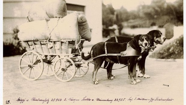 Grosse Schweizer Sen Grosse Schweizer Sennenhunde im Kragengeschirr. Bei Wagen mit vier Rädern konnte die lenkende Person bei flachem Terrain aufsitzen und mitfahren.