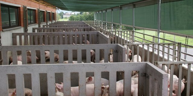 Grössere Mindestabstände von Ställen stehen nach Ansicht der SL im Widerspruch zum raumplanerischen Konzentrations-Prinzip. (Symbolbild/lid)