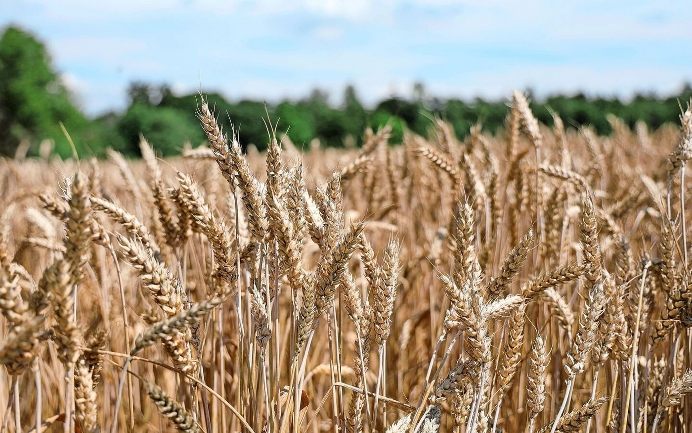 Pestizidfreier Weizen ist gesucht. Die Ernte 2025 war vielversprechend, es braucht aber die dreifache Fläche. IP-Suisse sucht daher Produzenten.