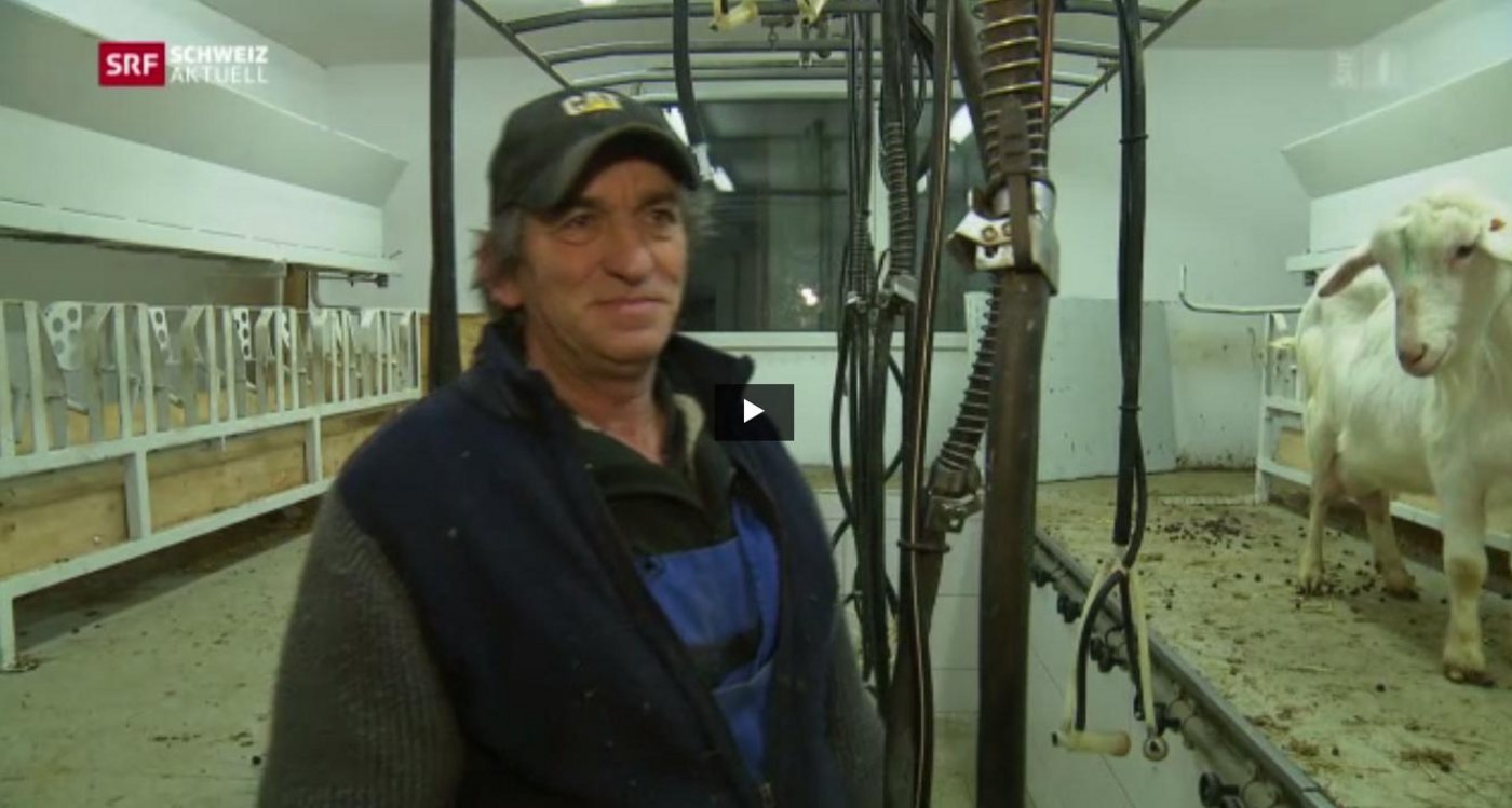 Hat seinen Kuhstall für Ziegen umgebaut und einen Vertrag mit einem grossen Milchverarbeiter abgeschlossen: Nun musste André Chariatte seine ganze Herde schlachten lassen. (Bild Screenshot Schweiz Aktuell)