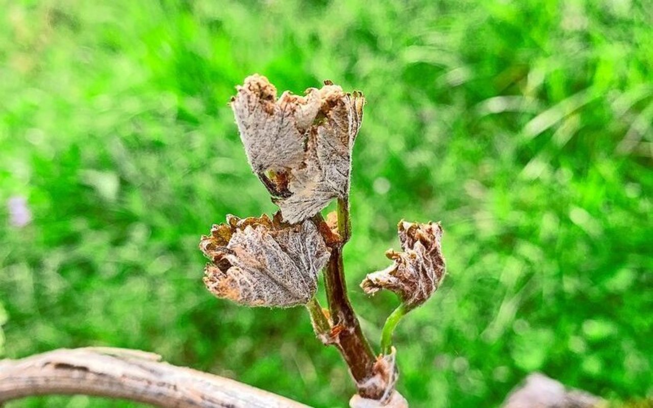 Weil der Frostbefall relativ früh in der Weinbausaison aufgetreten ist, sind einige Triebe komplett erfroren.