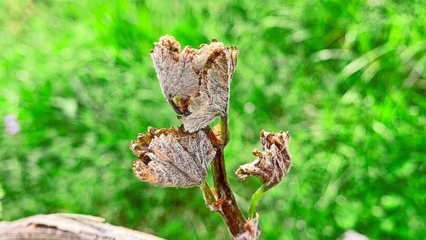 Weil der Frostbefall relativ früh in der Weinbausaison aufgetreten ist, sind einige Triebe komplett erfroren.