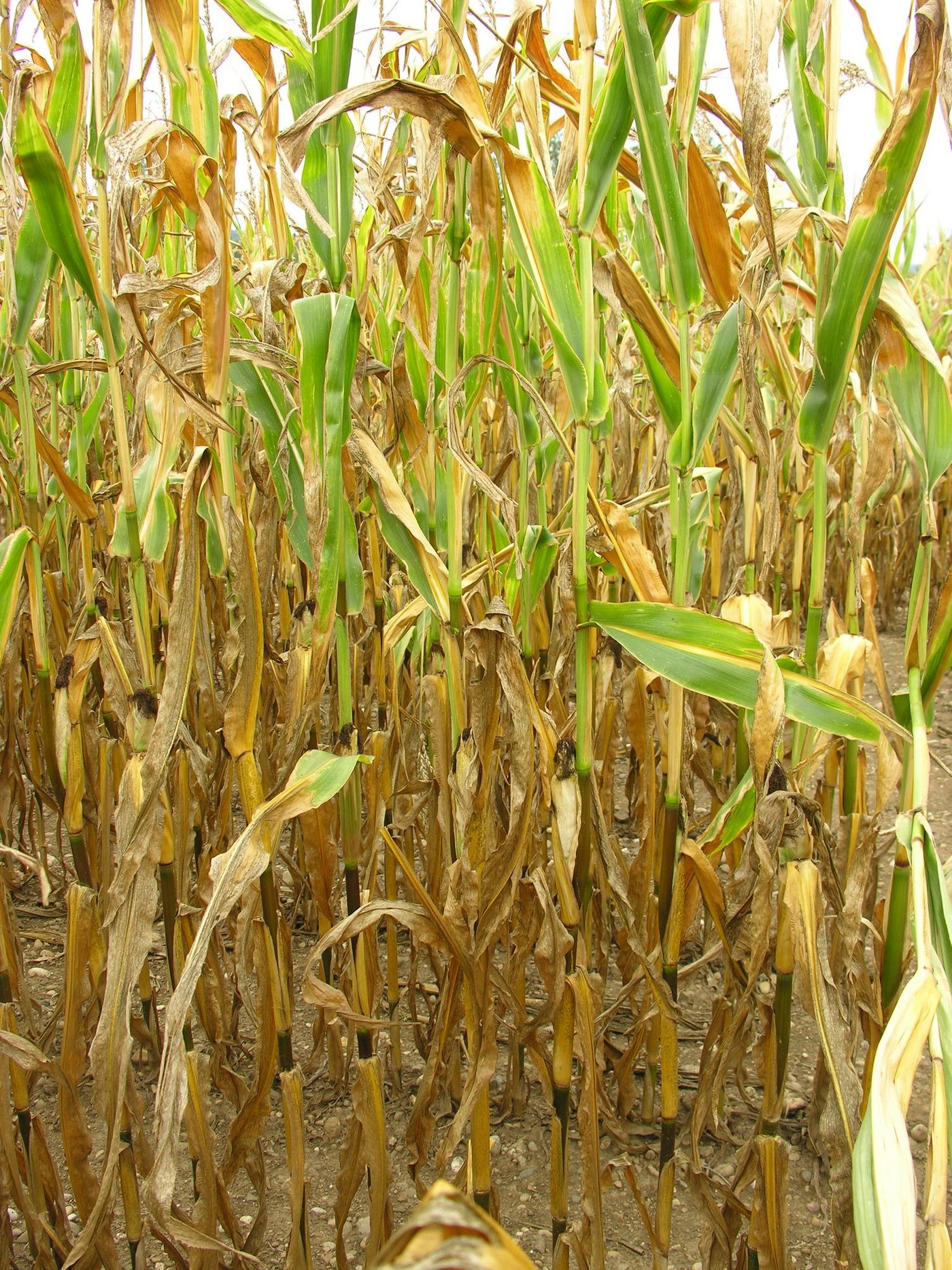 Trocken und fast keine Kolben: Ein Maisfeld im Kanton Zürich. (Bild Agroscope)