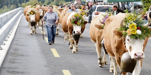 Stolze Simmentalerkühe von Kurt und Tanja Schneider von der Alp Ahornen.
