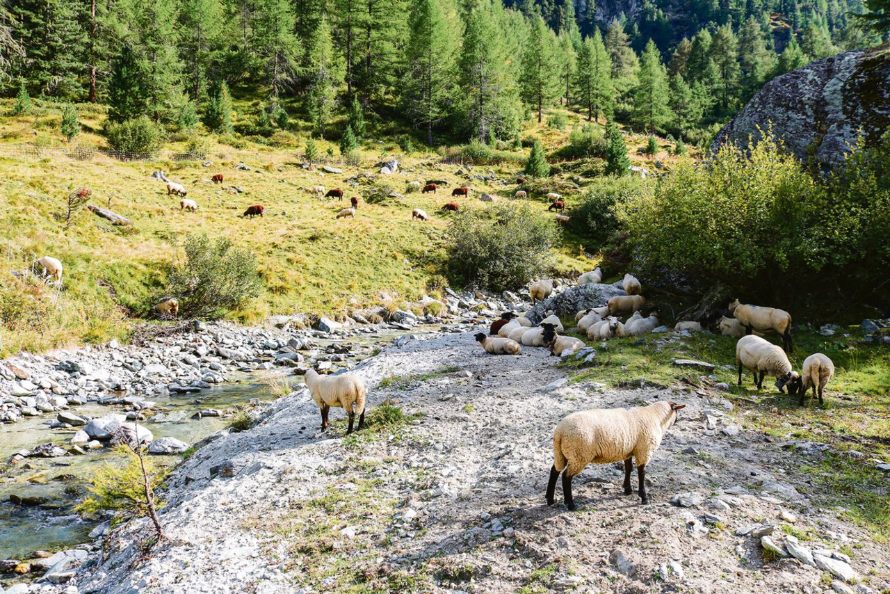 Die Schafherde mit über 350 Tieren wurde auf der Alp von zwei jungen Hirtinnen mit drei Herdenschutzhunden betreut. (Bild Peter Bringold)