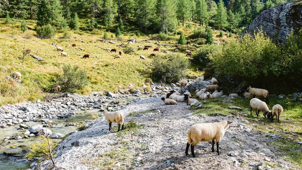 Die Schafherde mit über 350 Tieren wurde auf der Alp von zwei jungen Hirtinnen mit drei Herdenschutzhunden betreut. (Bild Peter Bringold)