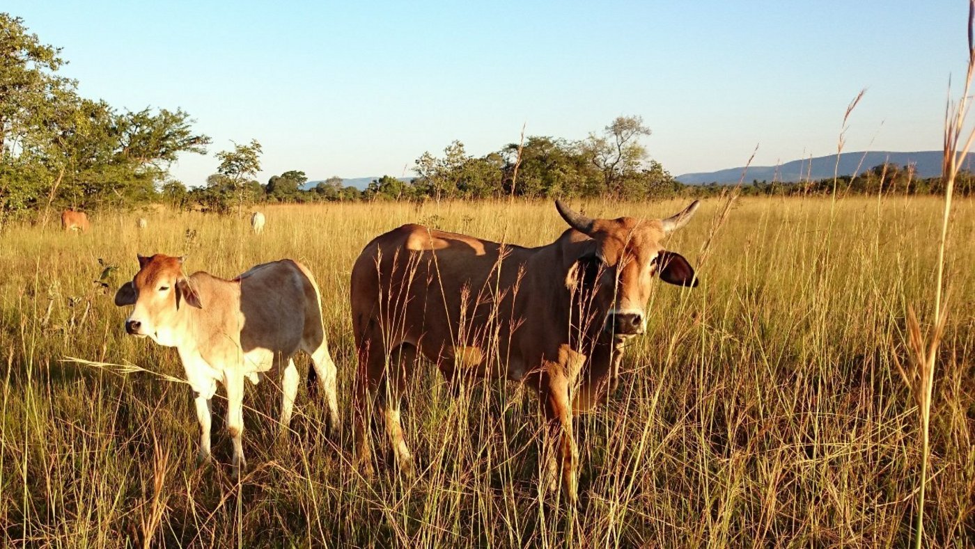 Angoni-Mutterkuh mit ihrem Kalb. Tiere der Angoni-Rasse haben einen kompakten Rahmen und variieren in ihrer Fellfarbe von schwarz bis rötlichgrau mit allen möglichen Zwischenfarben. Sie tragen relativ kurze Hörner. Die Mächtigkeit der männlichen Tiere macht diese zu idealen Zugtieren. Weibliche Tiere haben für afrikanische Rassen ein relativ grosses Euter, weshalb sie oftmals mit nicht-heimischen Milchrassen gekreuzt und für die Milchproduktion genutzt werden.