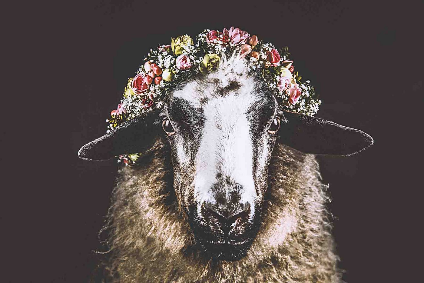 Tina Sturzenegger fotografierte bei Bauer Silvio Pfister in Dardin Schafe und Lämmer.  Das Resultat ist überraschend und verblüffend. (Bild Tina Sturzenegger)