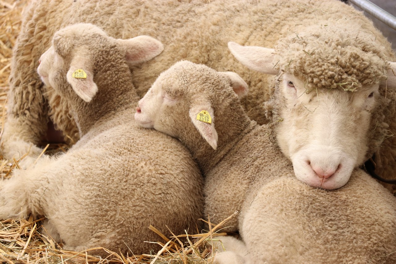 Der Verein gegen Tierfabriken klagt gegen einen Thurgauer Schafhalter wegen Tiermisshajndlung. Staatsanwaltschaft und Veterinäramt haben eine Untersuchung eingeleitet. (Bild BauZ) 