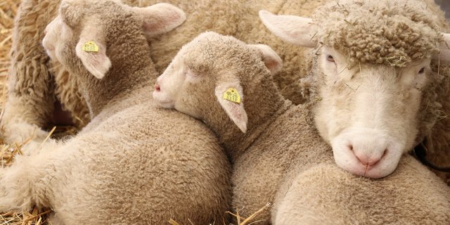 Der Verein gegen Tierfabriken klagt gegen einen Thurgauer Schafhalter wegen Tiermisshajndlung. Staatsanwaltschaft und Veterinäramt haben eine Untersuchung eingeleitet. (Bild BauZ) 