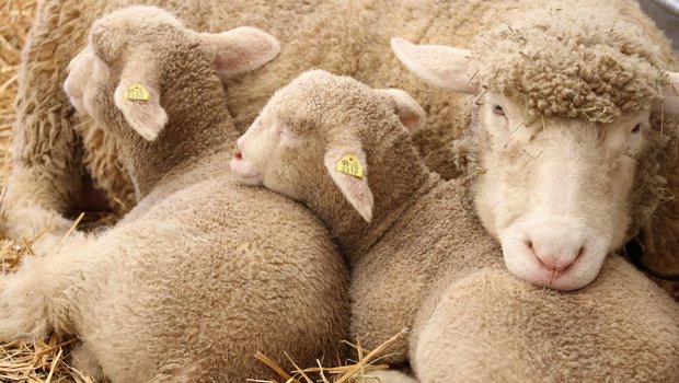 Der Verein gegen Tierfabriken klagt gegen einen Thurgauer Schafhalter wegen Tiermisshajndlung. Staatsanwaltschaft und Veterinäramt haben eine Untersuchung eingeleitet. (Bild BauZ) 
