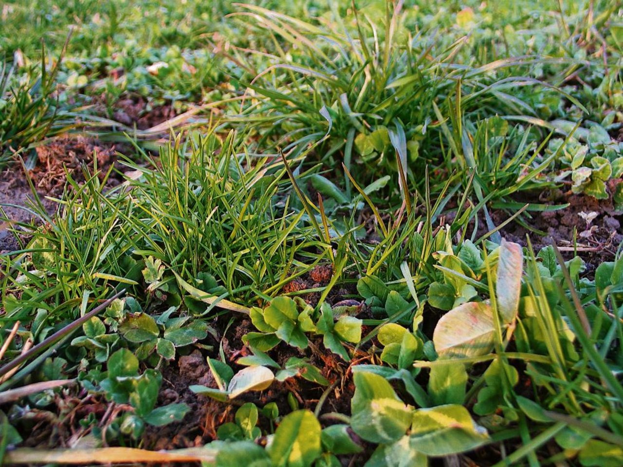 Ist die Grasnarbe verfilzt oder mit Lücken behaftet, so ist eine Über-, oder Neuansaat zu empfehlen. (Bild: BauZ)