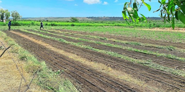 Ein Stücklein Paradies: Trotz Stürmen und grossen politischen Unsicherheiten erfreuen sich Helene Besson und ihr Team an der Natur und am Wachstum auf den Feldern.