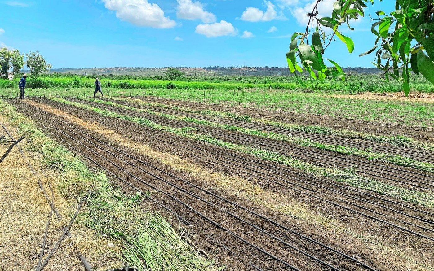 Ein Stücklein Paradies: Trotz Stürmen und grossen politischen Unsicherheiten erfreuen sich Helene Besson und ihr Team an der Natur und am Wachstum auf den Feldern.