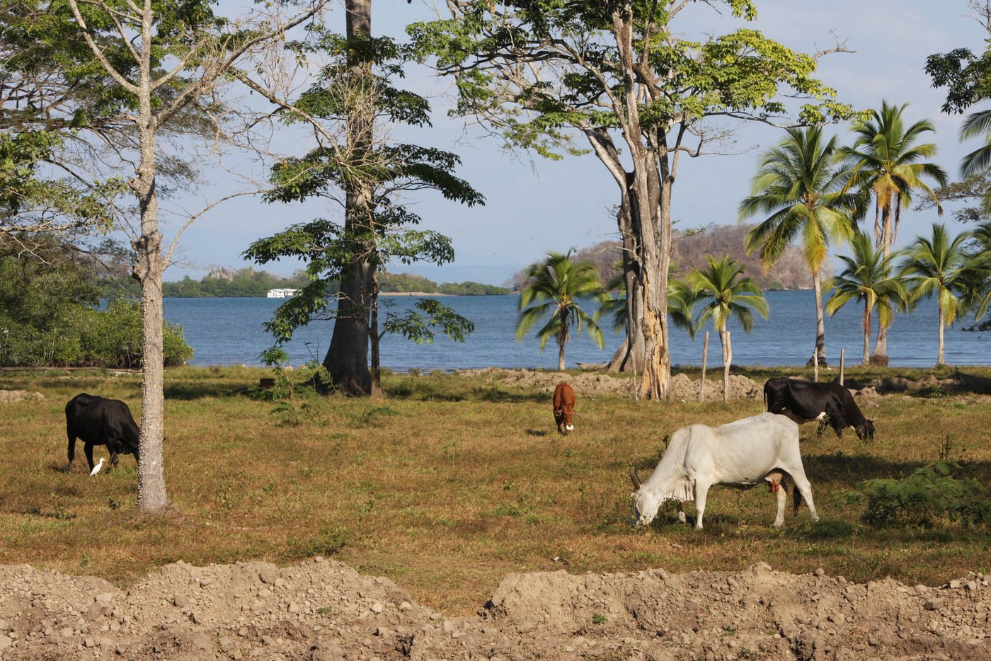 Gut an die Hitze angepasst: Die aus Indien und Kaukasien stammenden Zebu-Rinder vertragen hohe Temperaturen besser als europäische Rassen. (Bild lid)