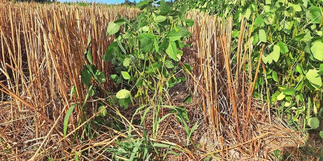 Rechts ist ein Soja-Reinbestand zu sehen, daneben Soja und gedroschener Weizen von den HAFL-Feldversuchen.