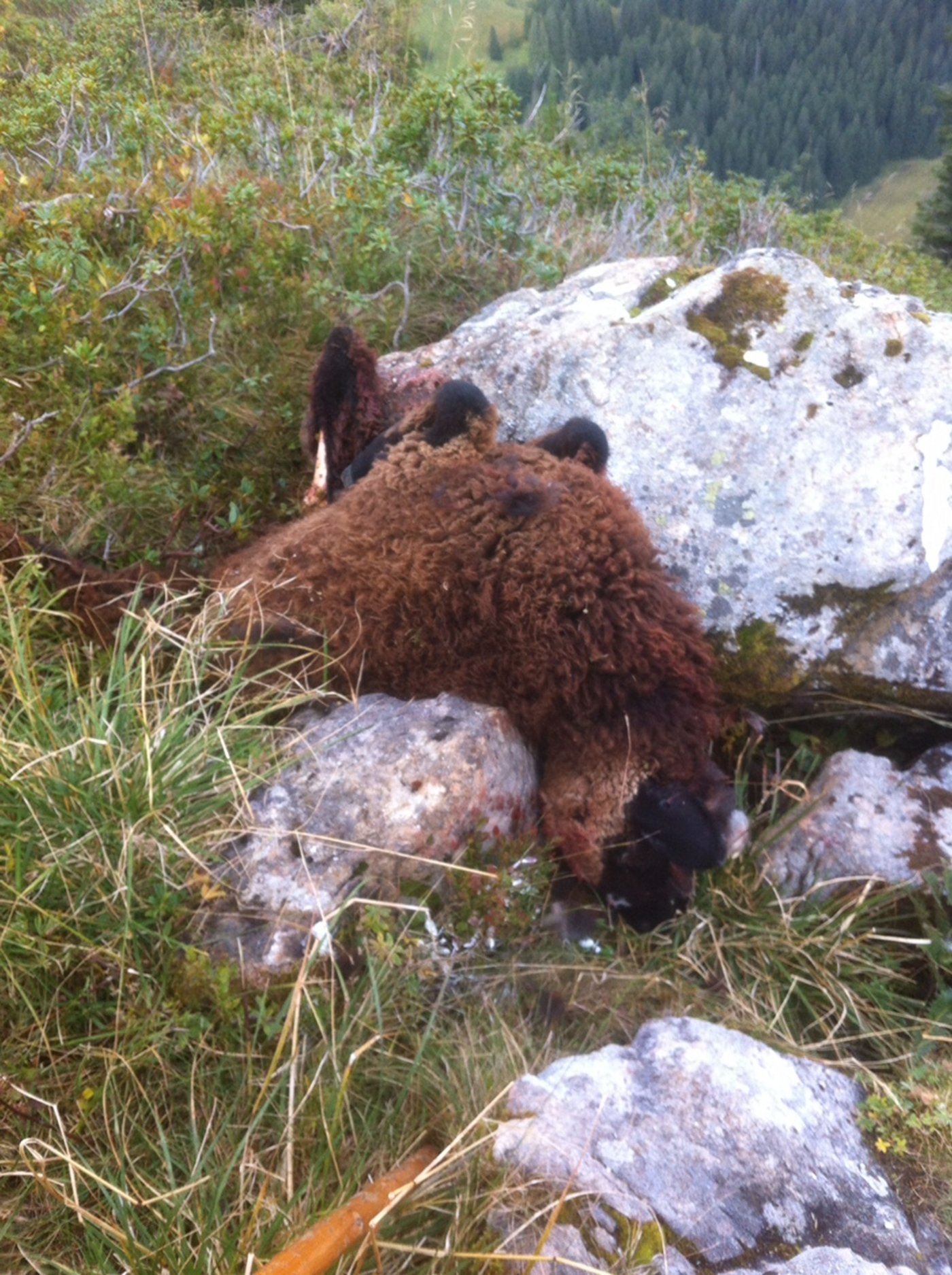 Ein weiteres totes Schaf.