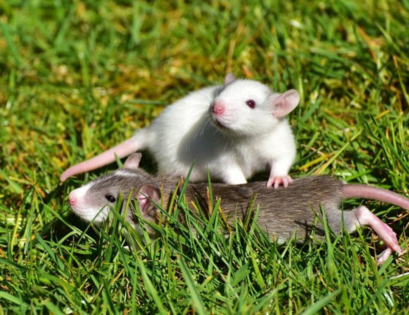Wenn Ratten gekitzelt werden, dann «lachen» sie. (Bild Pixabay)