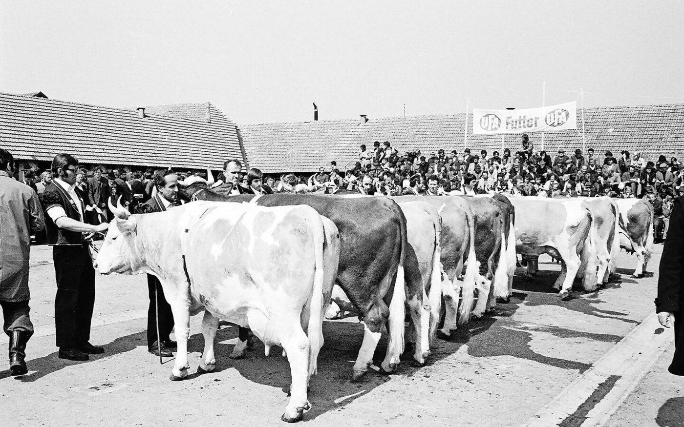 An der Expo Bulle im Jahr 1976 waren die Simmentalerkühe noch gut vertreten. Die Reinzucht hat sich seither massiv vorwärts entwickelt.