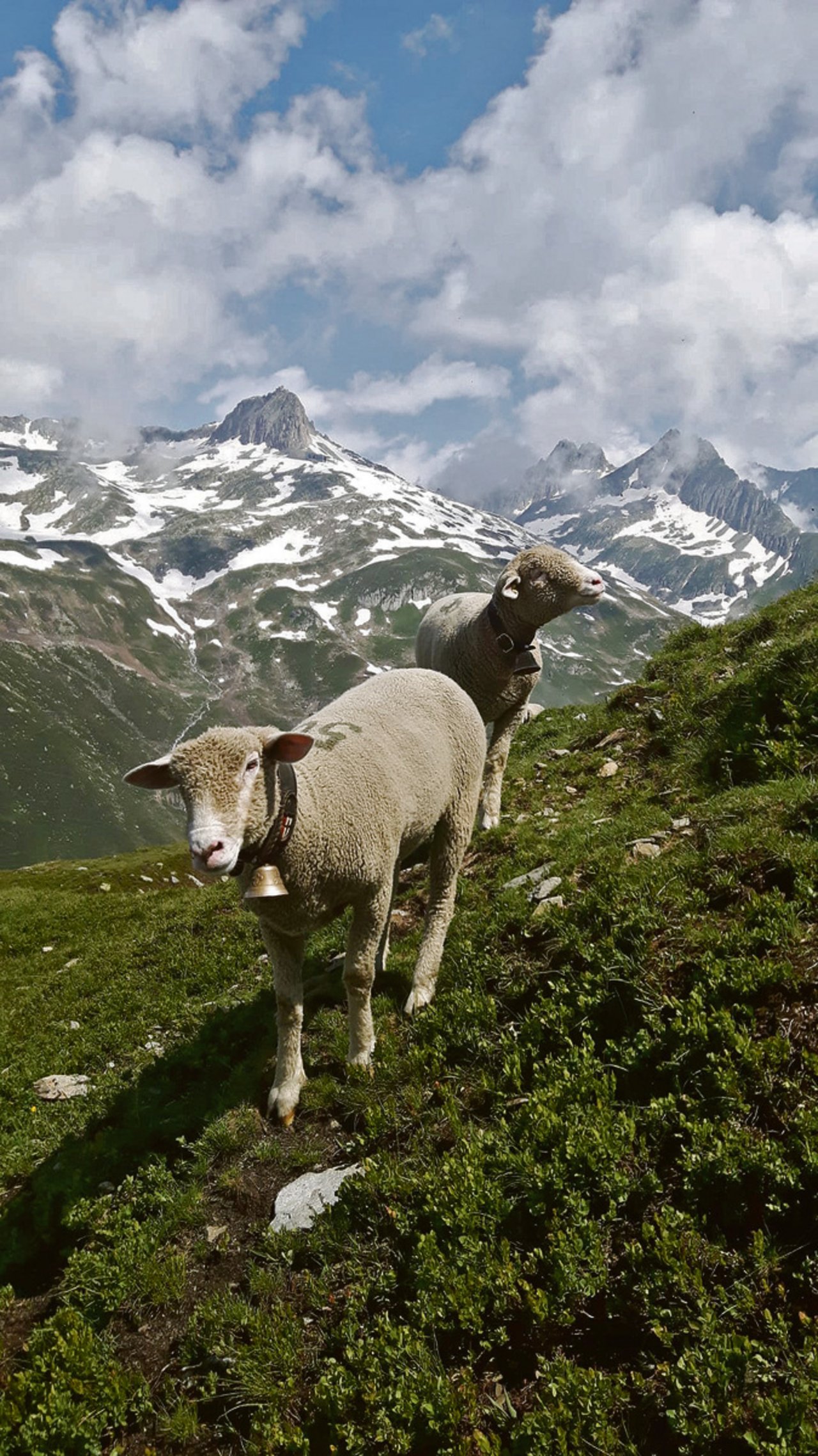 Ein Teil seiner Herde verbringt den Sommer im Kanton Uri. Damit soll das Überleben der Zuchtlinien gewährleistet bleiben.