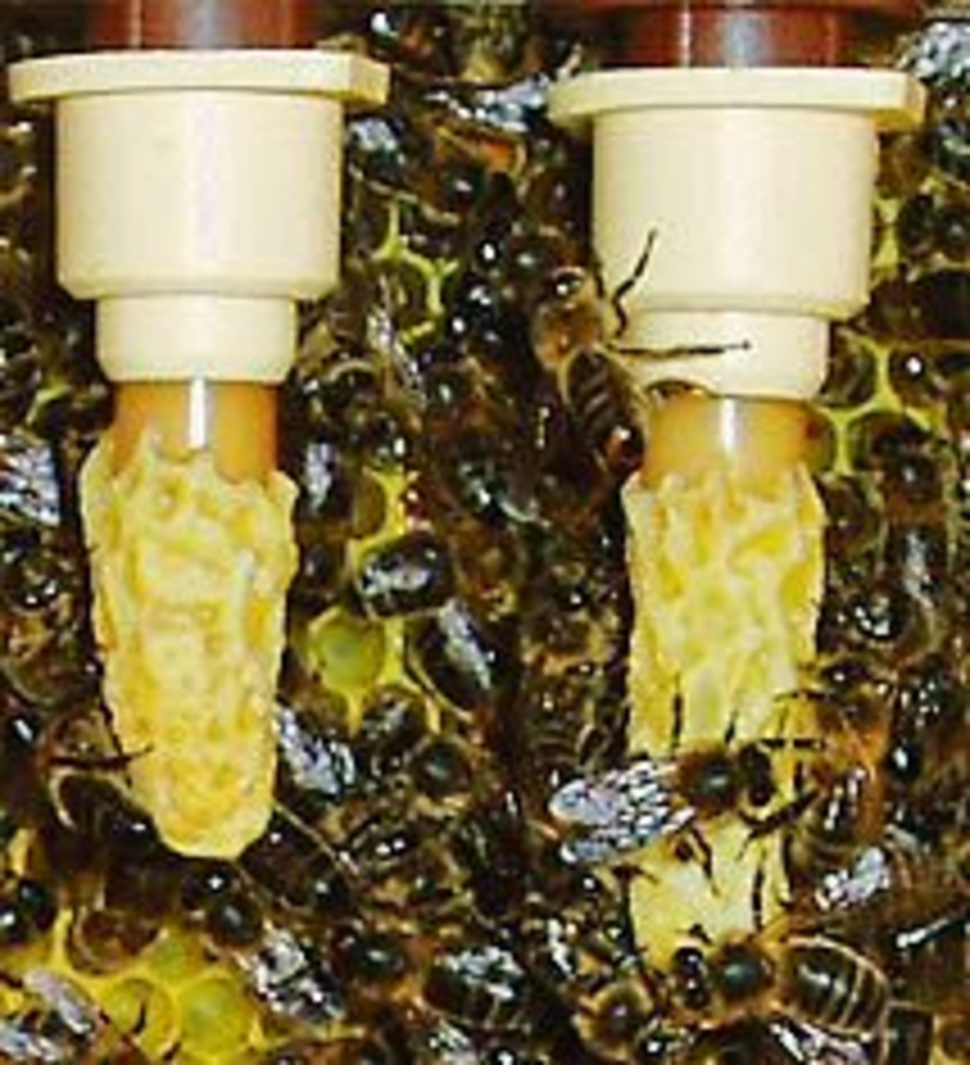 Rund um die Made hat sich ein Wachszapfen gebildet. Darin entwickelt sich die Bienenkönigin. (Bilder zVg)