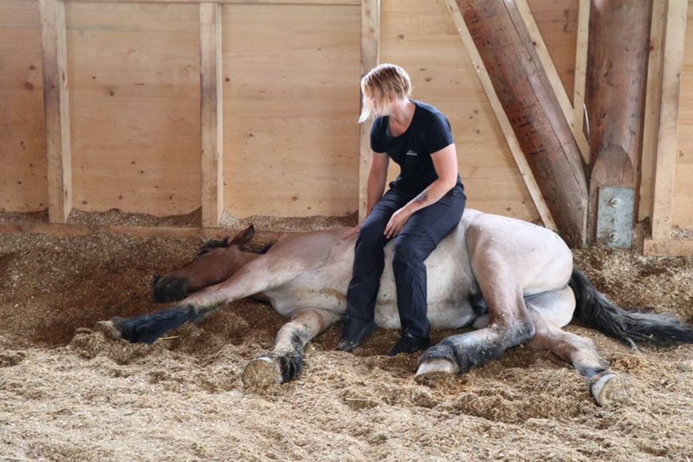 Den Ardenner-Hengst Michel, der später als Zuchthengst eingesetzt werden soll, lässt es kalt, ob Tamara ihn als Sitzgelegenheit nutzt. (Bild as)