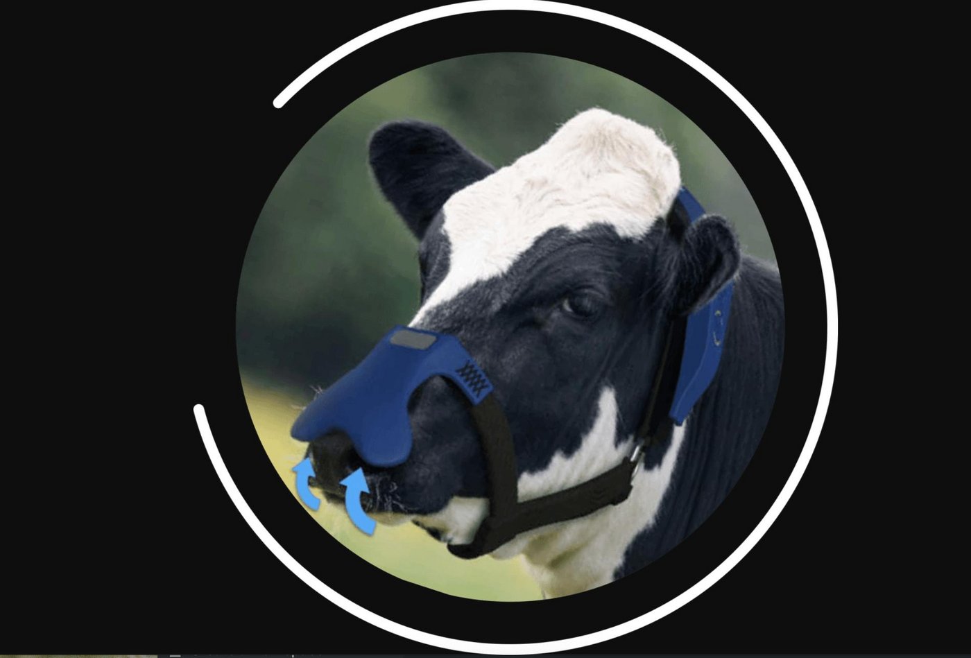 Die Maske soll keinen Einfluss auf das Tierwohl oder das Verhalten des Viehs haben, aber nebenbei wertvolle Daten liefern. (Bild screenshot zelp.co)