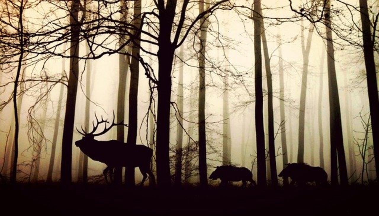 Die Zunahme von Wild schade dem Schutzwald, wie die Stiftung Bergwaldprojekt schreibt. (Symbolbild Pixabay)