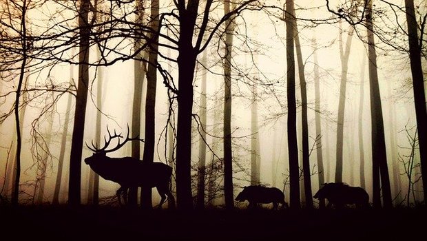 Die Zunahme von Wild schade dem Schutzwald, wie die Stiftung Bergwaldprojekt schreibt. (Symbolbild Pixabay)
