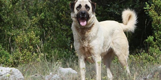 Anatolische Hirtenhunde erreichen eine Widerristhöhe von 70 bis über 80cm. Die Bündner möchten die Rasse als Hirtenhund registrieren lassen. (Bild Zooroyal)