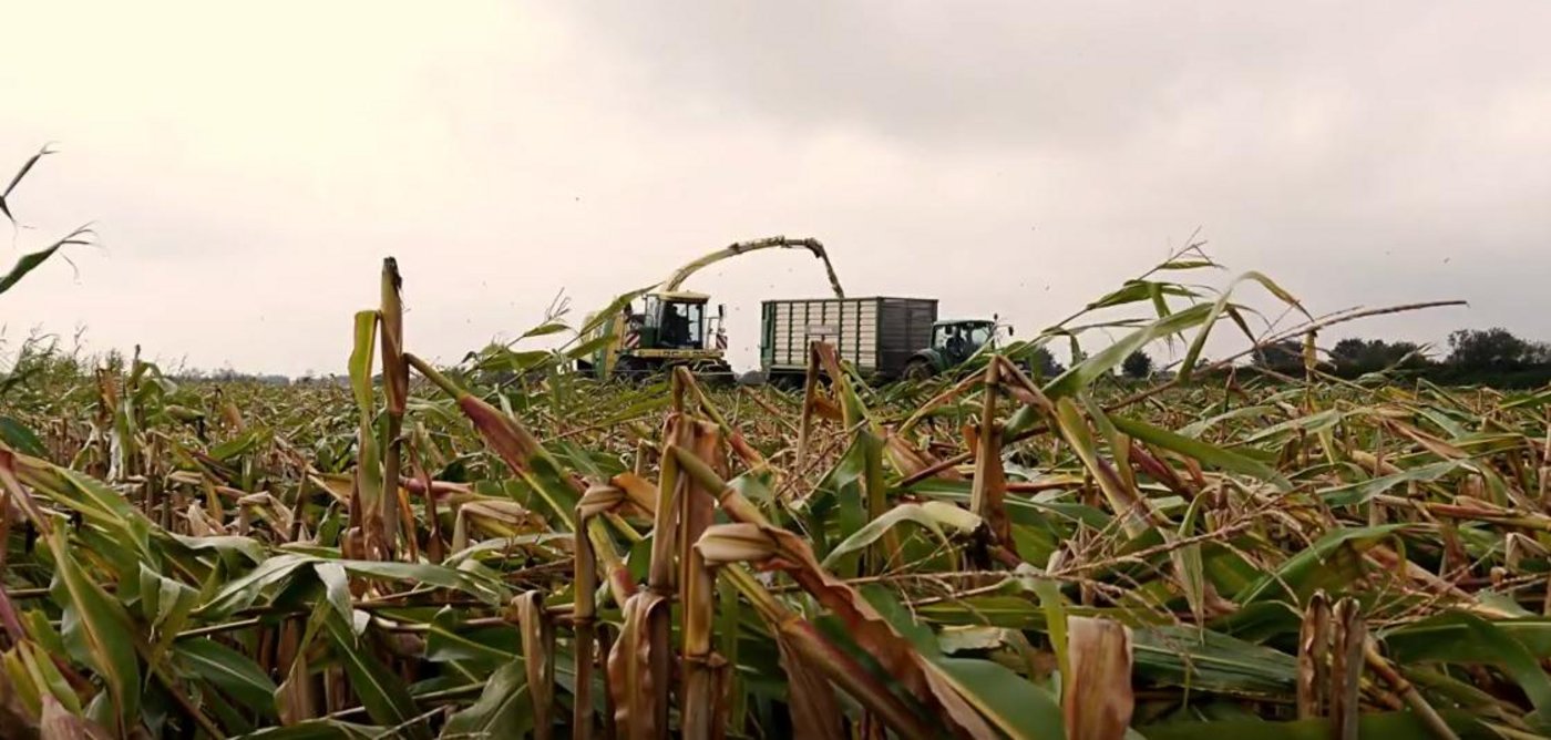 Das Orkantief «Sebastian» richtete grosse Schäden an Maiskulturen an. (Bild Screenshot Agrarbilder made by Sören Thomsen/Youtube)