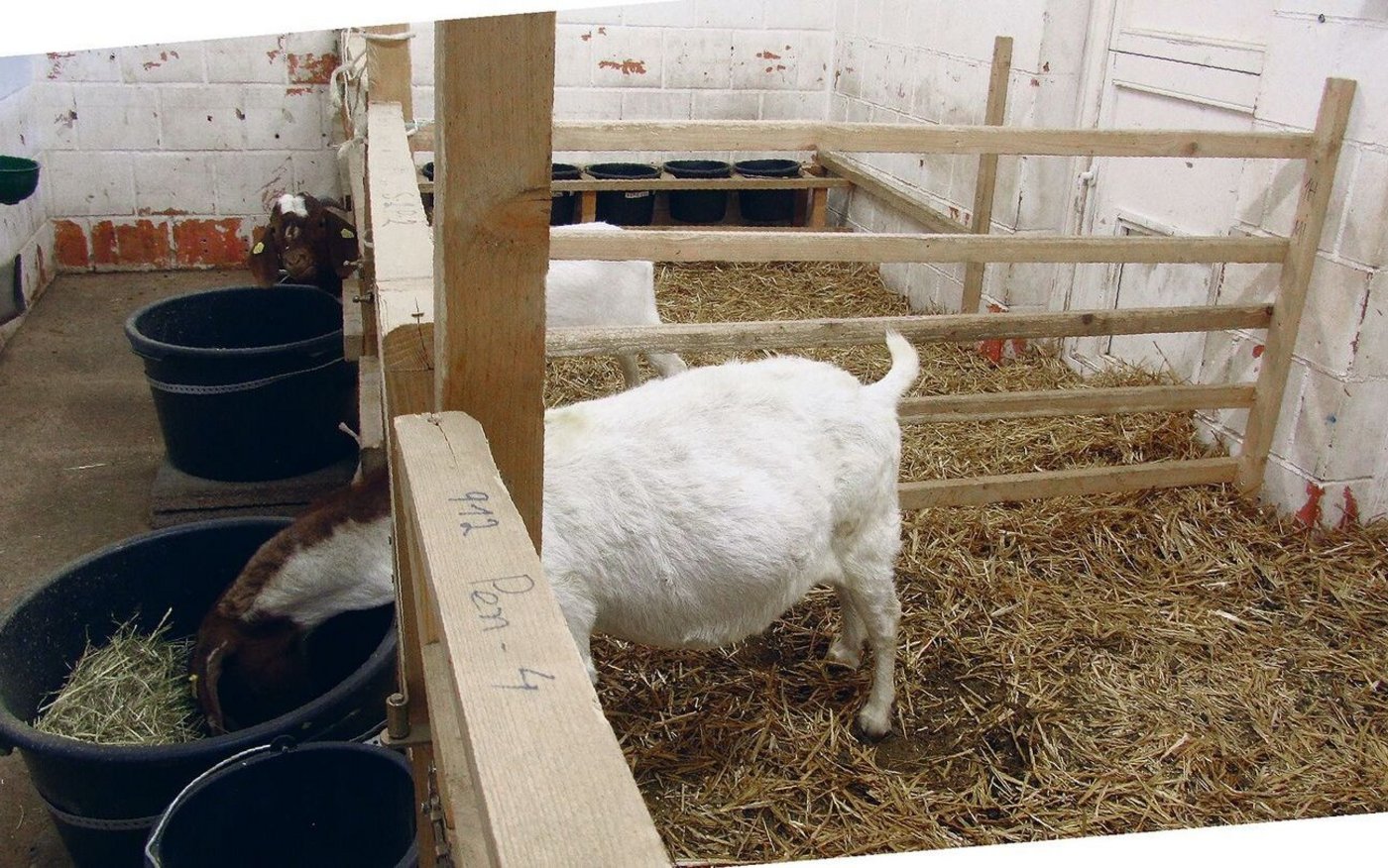 Das Wasser in den Tränke-Eimern im Hintergrund ist mit unter-schiedlichen Kochsalz-Konzentrationen versetzt.