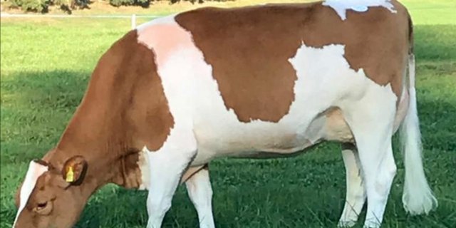 An der diesjährigen Kemmeriboden-Auktion sind wiederum hochkarätige Kühe im Angebot (Symbolbild Fritz Bürki)