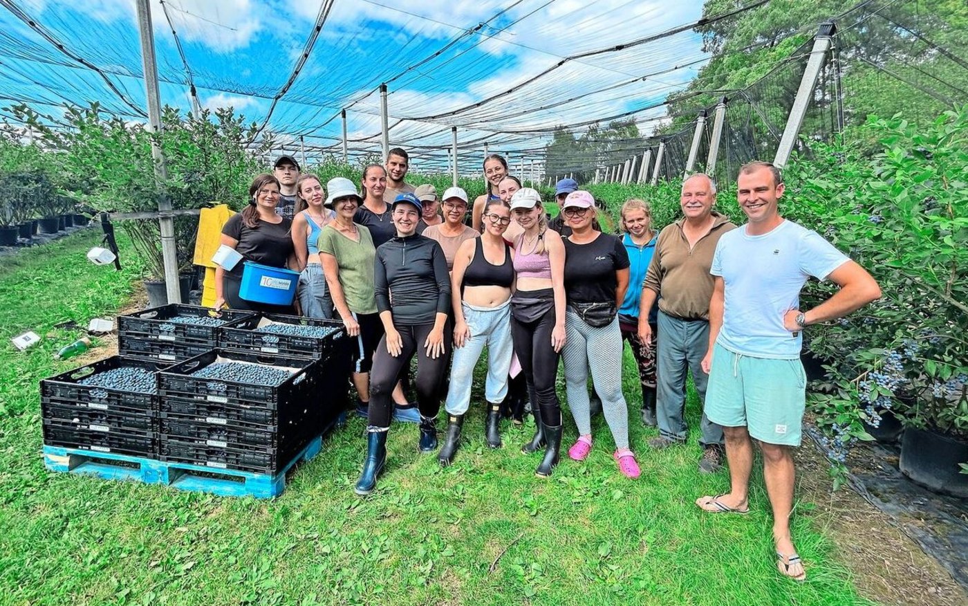 Grosseinsatz der Erntehelfer(innen) in der Heidelbeeranlage. Zurzeit erfolgt der zweite Pflückdurchgang, ein dritter wird folgen. Stefan Fankhauser (ganz r.) und sein Vater Bruno (2. v. r.) beliefern damit die Tobi Seeobst AG.  