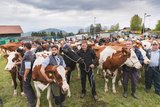 Eindrücke von der Auswahl der Kühe in Savigny VD für das «Fête des Vignerons». (Bilder Fête des Vignerons) 