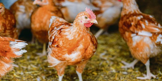 Auch Hühner in Hobbyhaltungen müssen registriert werden. Im Kanton Wallis gibt es dazu ein neues Online-System.(Bild Archiv BauZ)