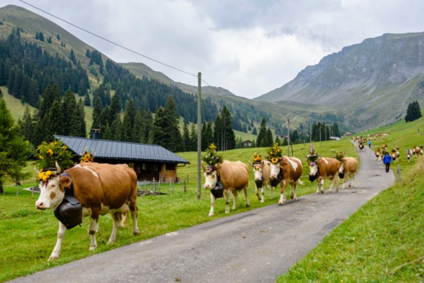 Dank den tief klingenden Treicheln und hell bimbelnden Glocken, hörte man die Zügleten schon von weitem. (Bild Patrick Aegerter)