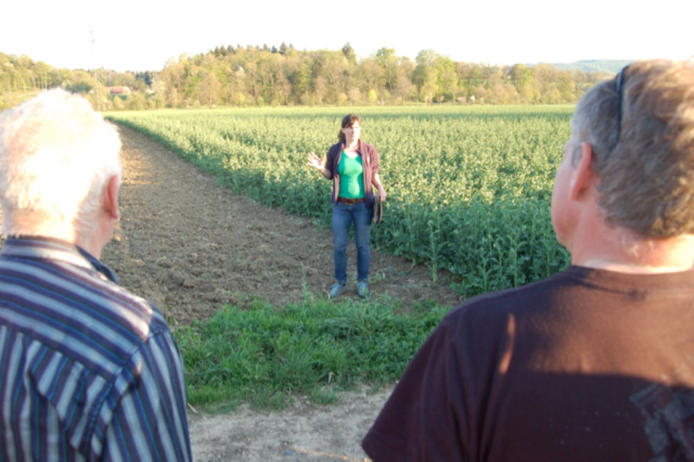 In der Gegend ist der Ackerfuchsschwanz zum Glück kein grosses Problem.