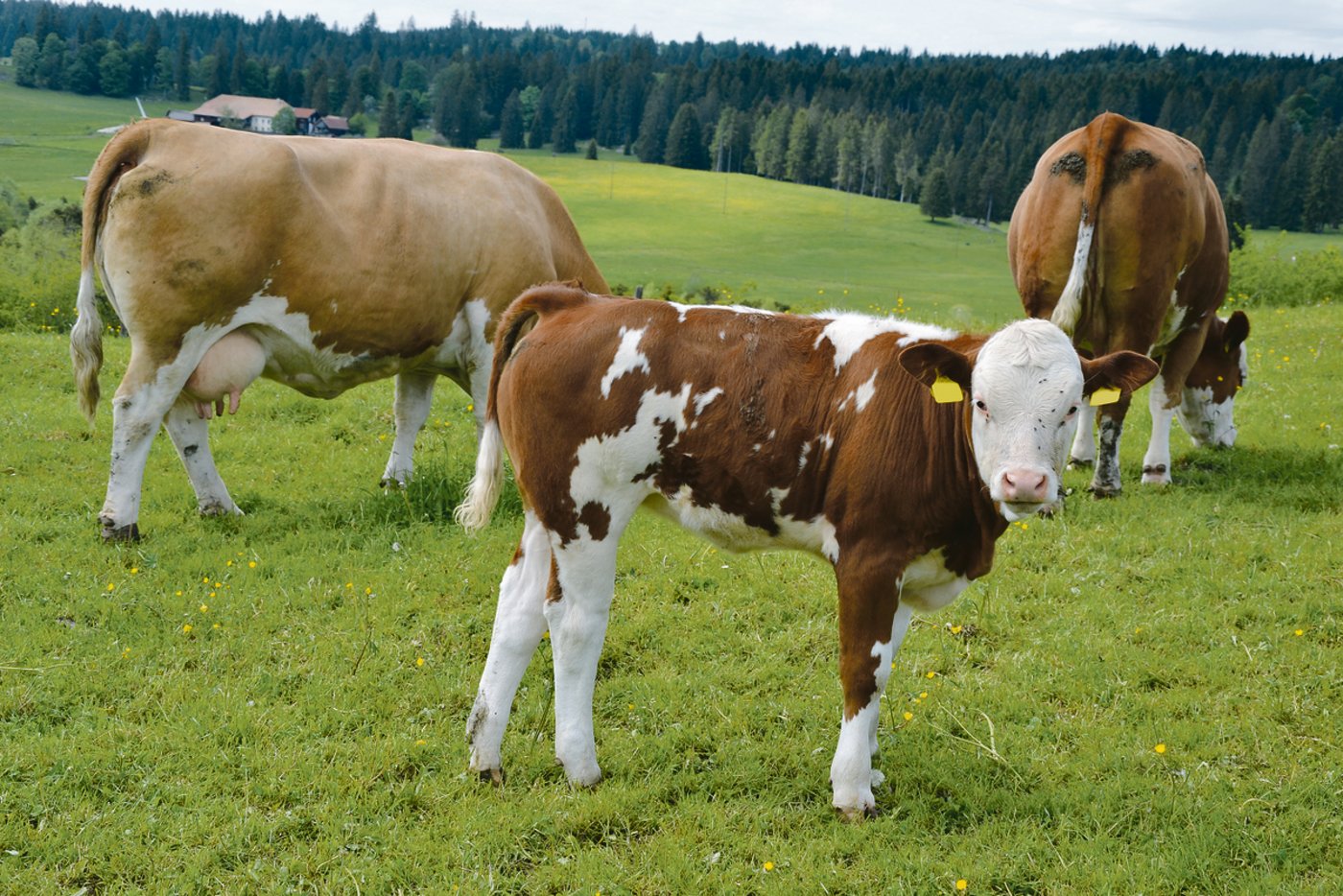 Links die Top-Stierenmutter Duchesse, eine Dinton-Nautical-Tochter. Rechts die Kuh Manuela mit ihrem ersten Kalb.