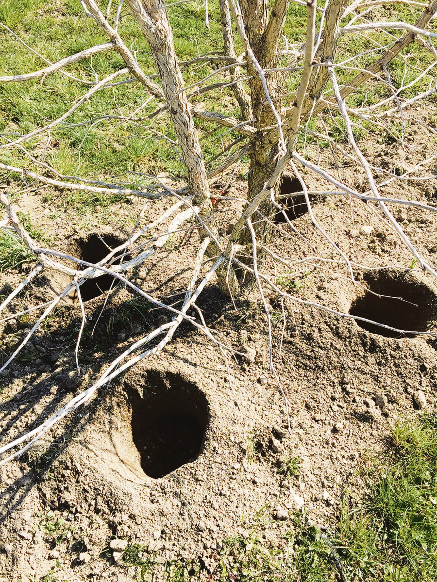 In die Löcher kommt sporenhaltiges Substrat.(Bild uok)