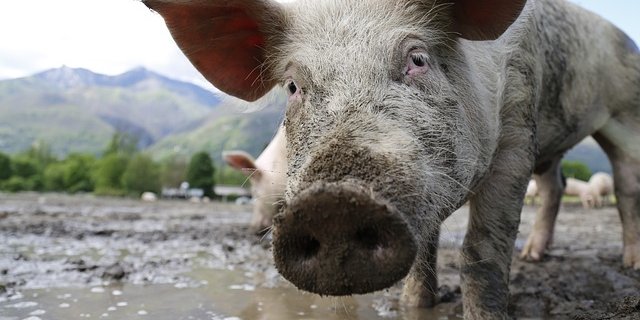 Die Afrikanische Schweinepest kann sich unter anderem über Flüssigkeiten und Futtermittel verbreiten. (Symbolbild pixabay)
