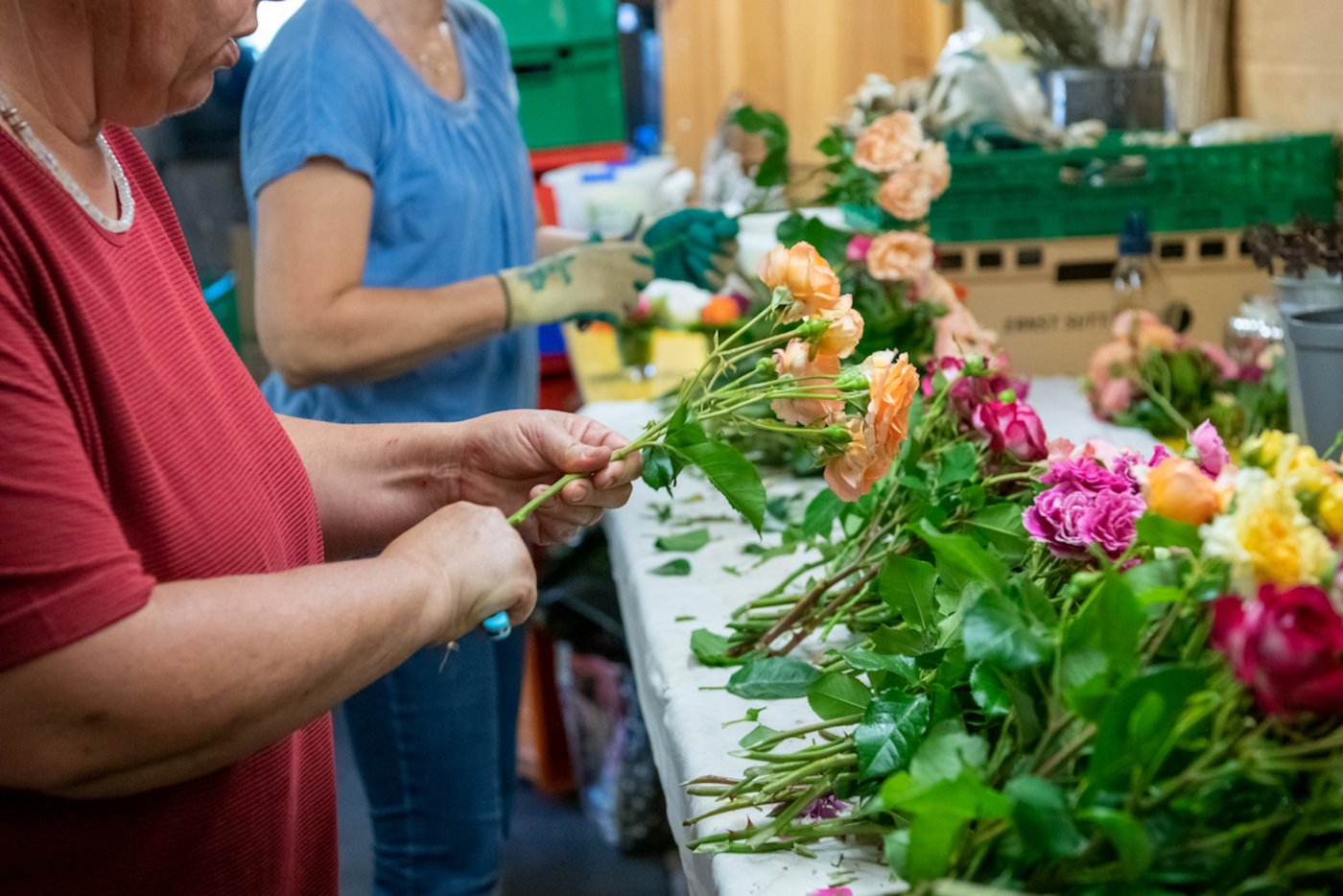 In der Werkstatt werden alle Rosen frisch angeschnitten. (Foto: Marion Nitsch)