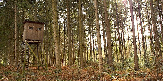 Die Urner Polizei beschlagnahmt ein illegal geschossenes Wildtier, Munition und Sprengstoff. (Bild Pixabay)