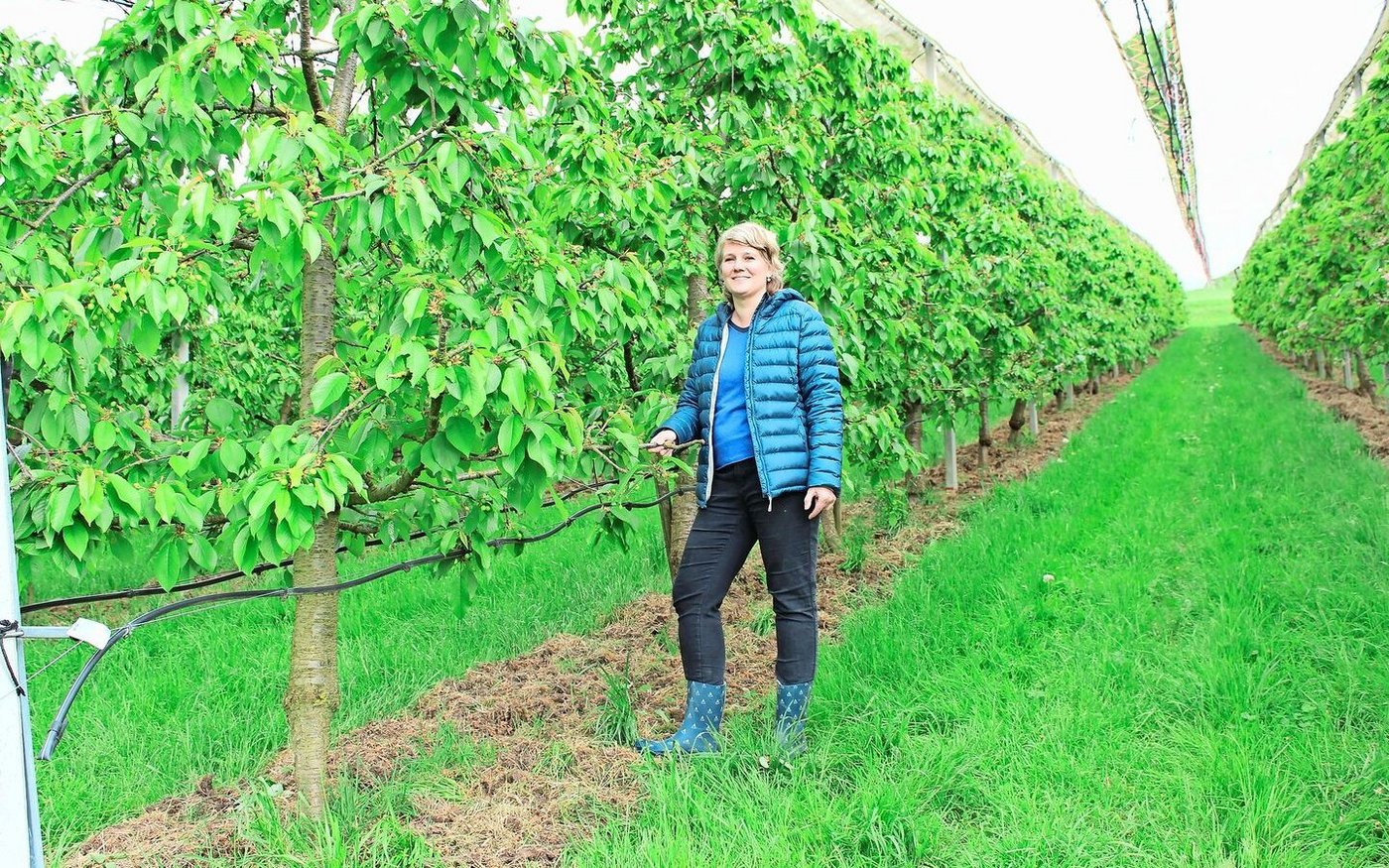 Barbara Wirth inmitten der Kirschenplantage. Noch sind die Früchte nicht reif, doch die Bäuerin freut sich schon auf die Pflückzeit, auch wenn sie arbeitsintensiv ist.