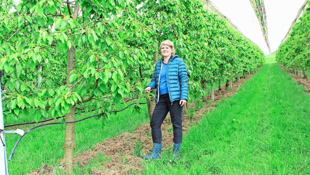 Barbara Wirth inmitten der Kirschenplantage. Noch sind die Früchte nicht reif, doch die Bäuerin freut sich schon auf die Pflückzeit, auch wenn sie arbeitsintensiv ist.