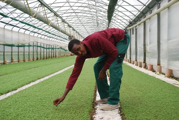 Ali Abdirisaq kümmert sich auf dem Betrieb in Füllinsdorf BL um die Kresse. Seit sechs Jahren ist der Somalier in der Schweiz. Sein Chef ... (Bilder Jeanne Woodtli)