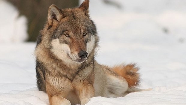 Die SVP-Delegierten hoffen, dass Wölfe bald zur Bestandesregulierung abgeschossen werden dürfen. (Symbolbild Bernhard Landgraf)