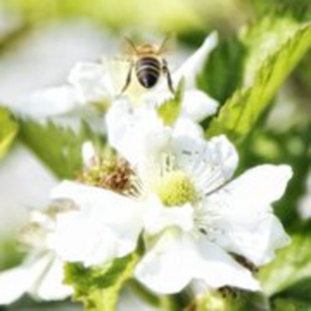Auch Wildbienen mit kleiner wirtschaftlicher Bedeutung sollten gefördert werden Auch Wildbienen bestäuben viele Nutzpflanzen (Bild lid)