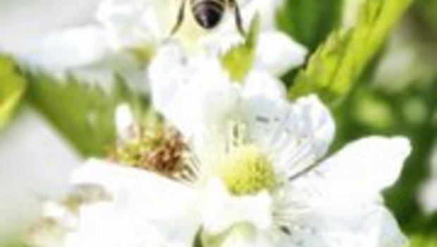 Auch Wildbienen bestäuben viele Nutzpflanzen (Bild lid)
